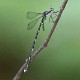 J19_2910 Episynlestes albicauda female